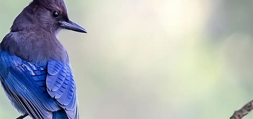 Bird Banner Background