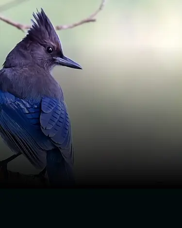 Bird Banner Background